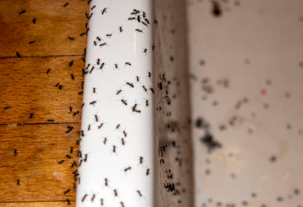Best Affordable Pest Control Services  in Kingston, RI