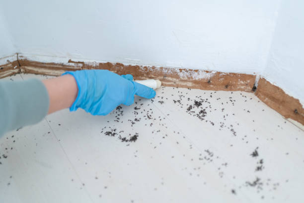 Best Pest Control for Homes  in Kingston, RI
